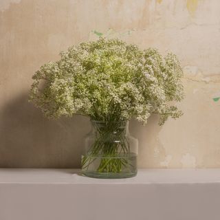 Ramo De Paniculata 