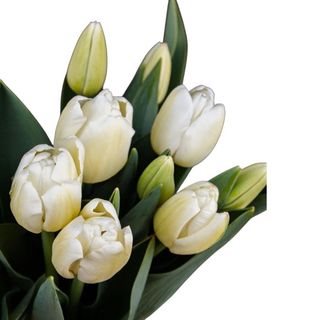 Tulipani bianchi - 10 pezzi