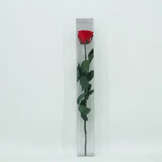Rosa Roja Larga Preservada (50 Cm.)
