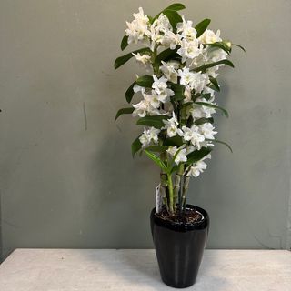 Dendrobium