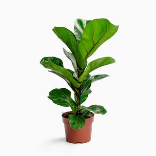 Ficus Lyrata "Bambino"