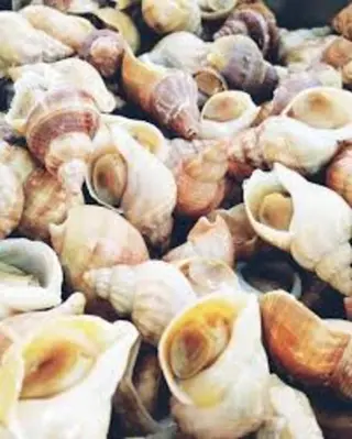 Búzios