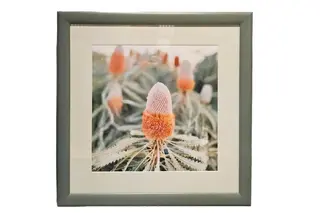 Guula Art- Outback banksia