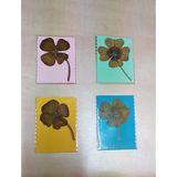 Trébol De 4 Hojas Natural