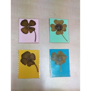 Trébol De 4 Hojas Natural