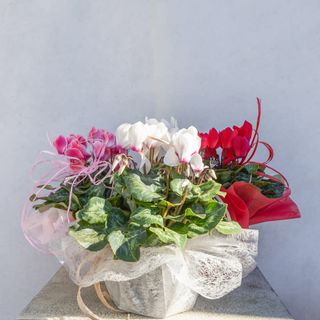 Kwiaty kwitnące małe