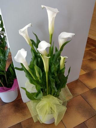 Calla bianca