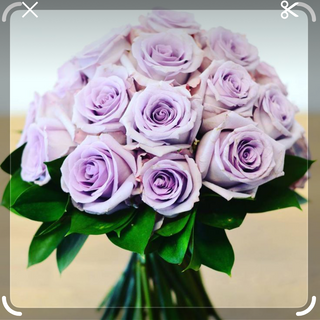 30roses violettes 
