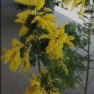 Pianta di mimosa 