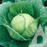 Капуста (звичайна та фіолетова)  MIX (40 грам)