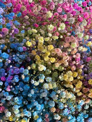 Gipsówka kolorowa do wazonu ( 3 szt )