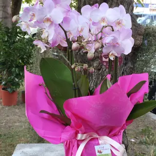 Piante orchidea quattro rami