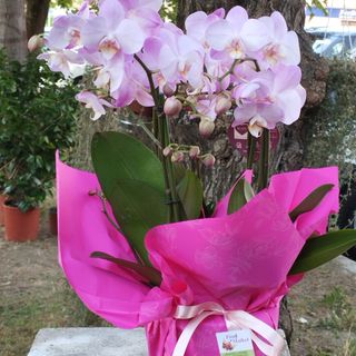 Piante orchidea quattro rami