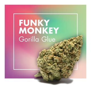 Funky Monkey (Gorilla Glue) 10Gr. 22% CBD