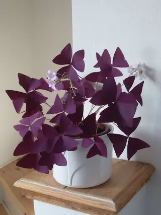 Trebol mariposa con canasta