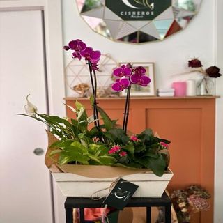 Caja de Plantas Variadas Grande