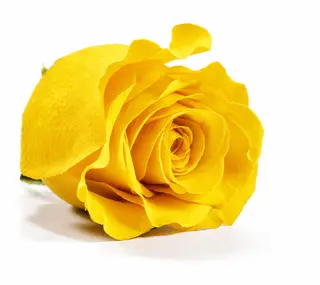 Rosa Eterna Amarilla