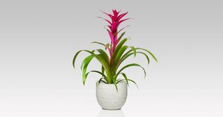 Guzmania in vaso normale
