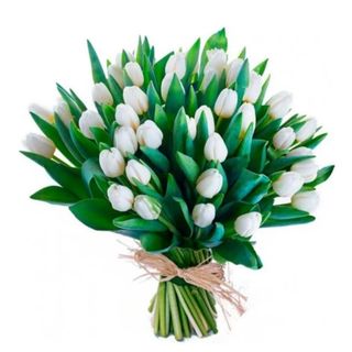 White Tulip xl