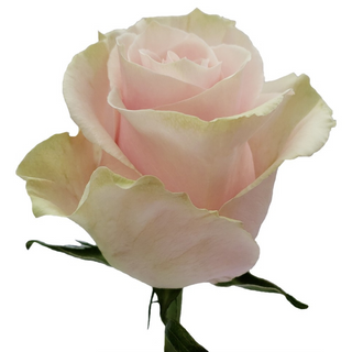 Buchet 5 trandafiri roz 