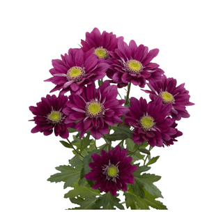  Margarita Morada Fuerte Flor Suelta (Nos son ramos/no bouquet)