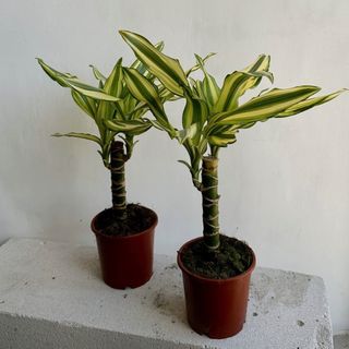 Драцена Голд каст