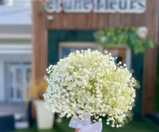 jetté gypsophile
