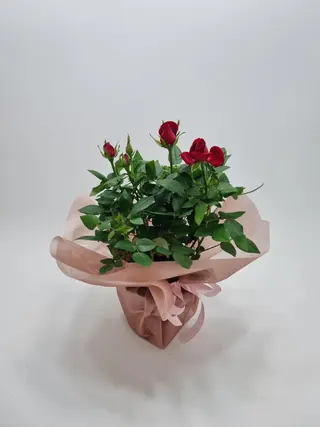 Rosa 