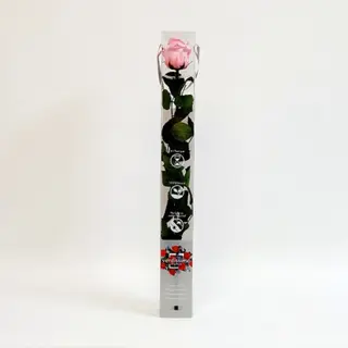 Una Rosa Rosa Preservada