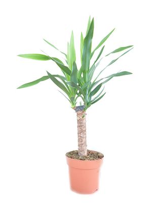 Yucca - Drvo života