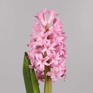 ZAMBILA ROZ IN GHIVECI