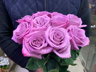 იისფერი ჰოლანდიური ვარდი 1ტოტი 