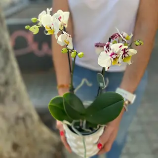 Orquidea mini