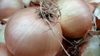 Cebolla Semiseca ecológica (Nueva)