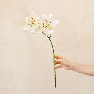 Ramo de Liliums Blancos. 3u