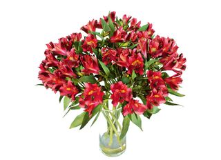 7 Алстромерии, Червени