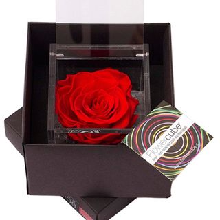 Rosa perfumada grande roja.