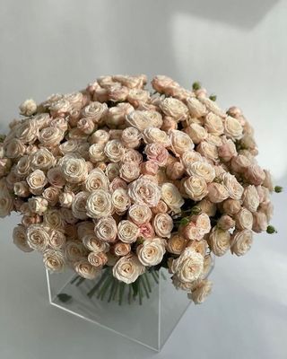 ჯუჯა ვარდები #3