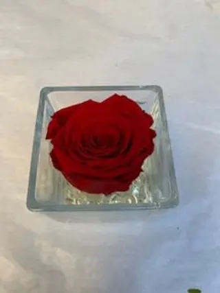 Rosa perenne