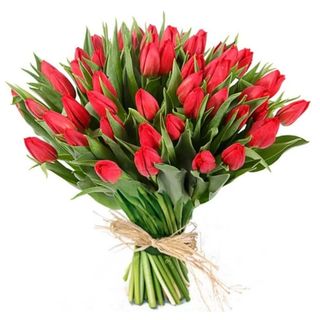 Red Tulip xl