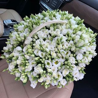 Cos cu 101 eustome olandeze