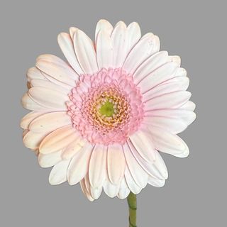 Gerbera 