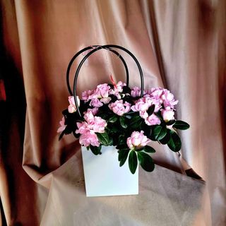 Azalee alb/roz/fucsia in punga cadou