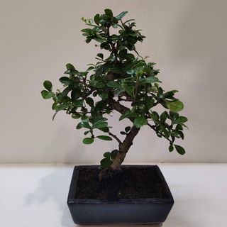 Bonsai Carmona 8 Años