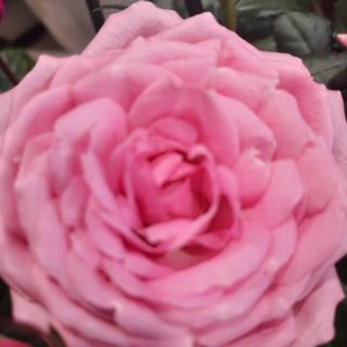 Bukiet mały- niespodzianka 