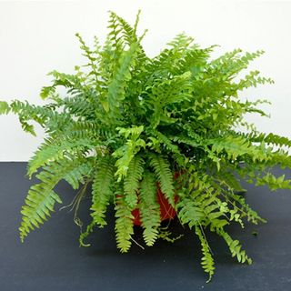 Feriga de camera Boston