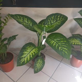 Pianta dieffenbachia 