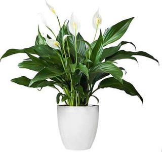 Spathiphyllum