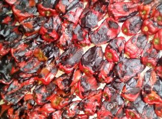 Lučena slatka paprika