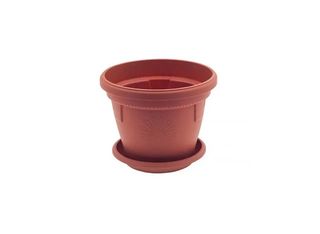 Саксия, кафява, Ф12